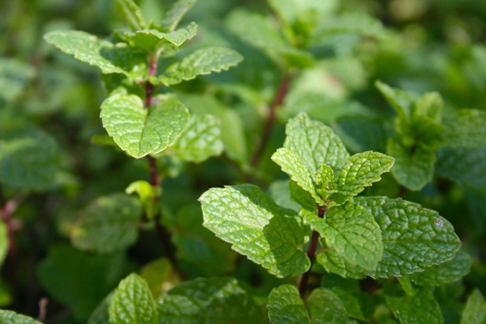 Natural Peppermint Essential Oils